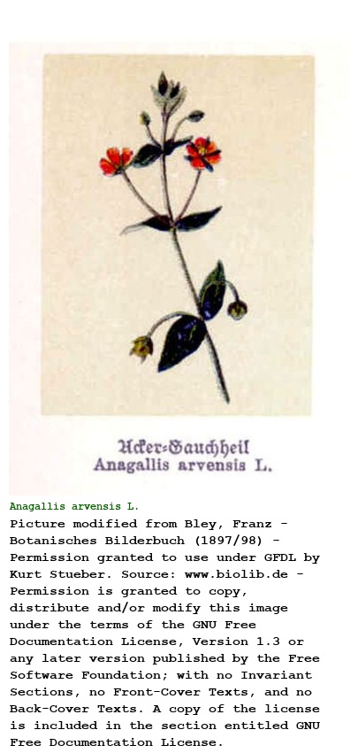 Anagallis arvensis L.